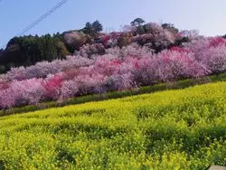 【高知】春ならではのスポット♪桜と菜の花の絶景を見に行こう♡