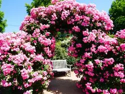 フォトジェニックな写真も◎とちぎ花センターでお花に癒されよう♡