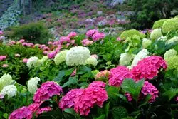 【関東】雨の日でも楽しめる絶景♡咲き乱れる1万株の紫陽花