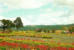 【定番×花畑】フォトジェな北海道を体験しよう！