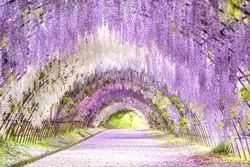 【1分で巡る絶景】”藤の花”を堪能するなら。別世界のゲートはそこに