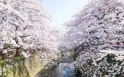 【2020春】目黒川の桜並木を満喫♡周辺のカフェもご紹介！