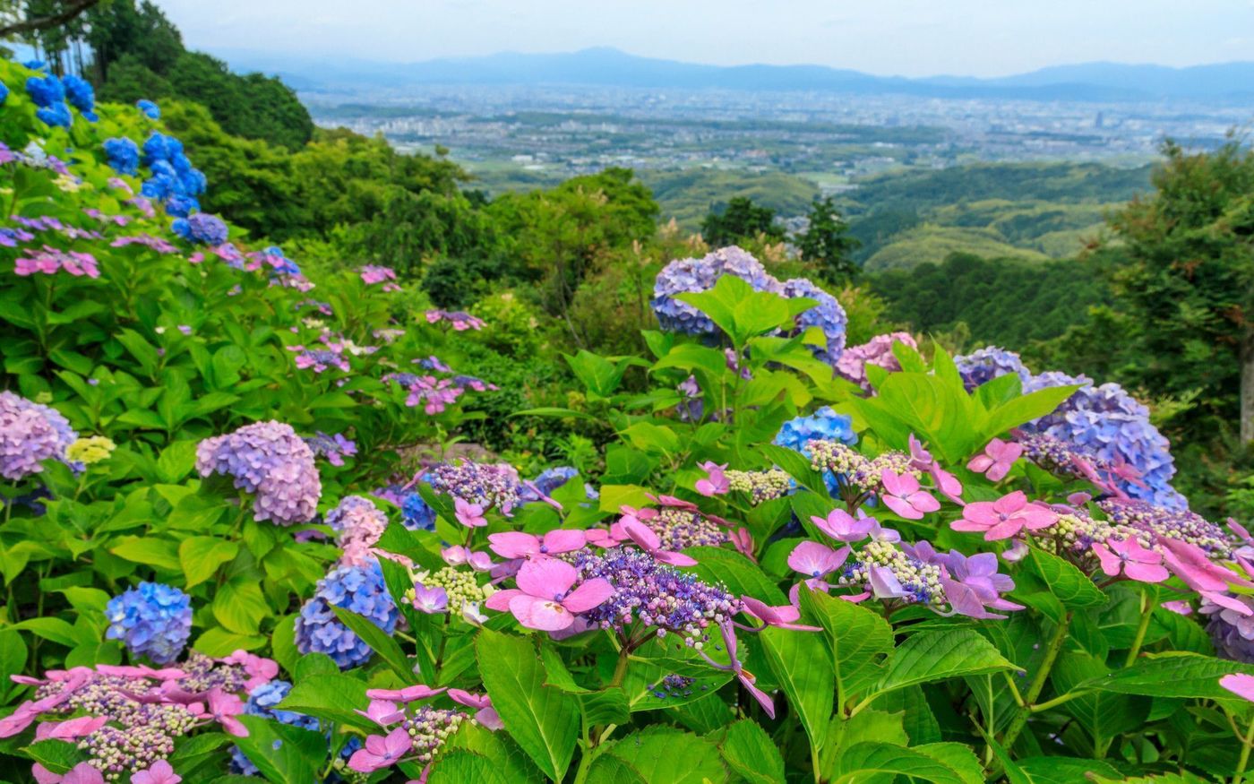 の画像