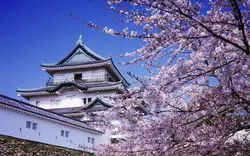 【2019年 花見】春の和歌山城は桜が織りなす絶景スポットに！