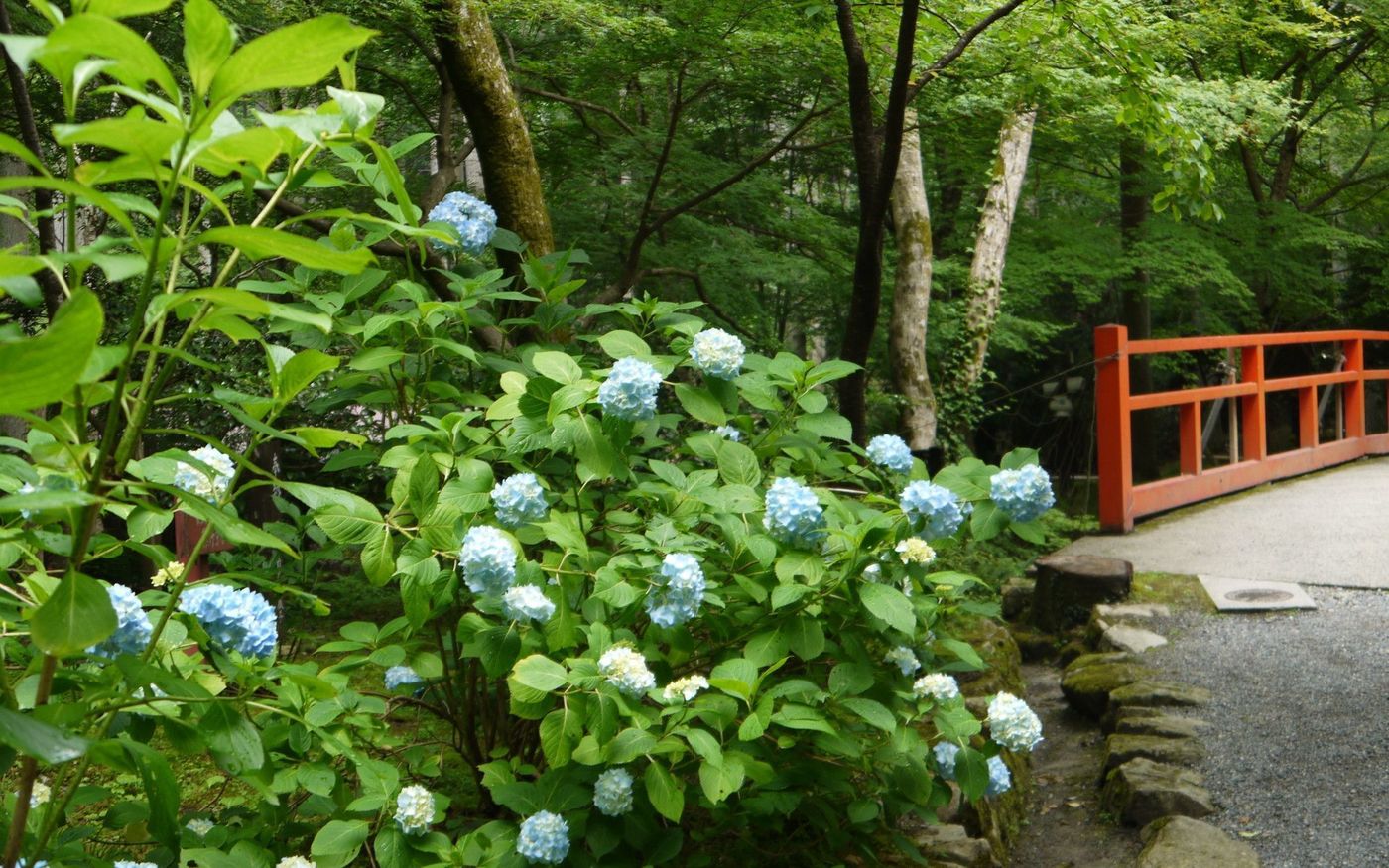 の画像