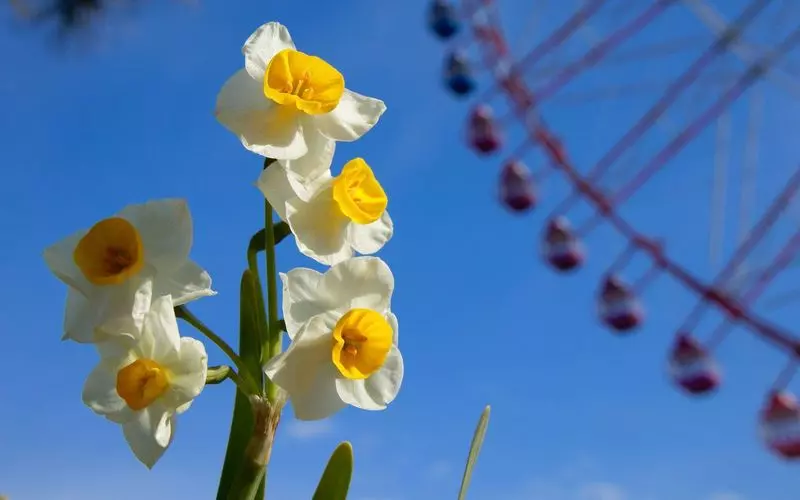 冬の花見「スイセン」 1枚目