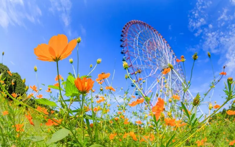秋の花見「コスモス」 1枚目