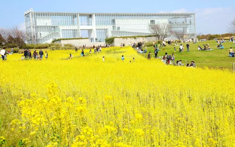 葛西臨海公園は桜以外にも菜の花のお花見もおすすめ 1枚目