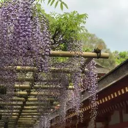 【奈良】5月は世界遺産「春日大社」へ！藤の花を見にお出かけしよう♪