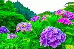 梅雨だからこそ楽しめる♪この時期おすすめのスポット【白糸の滝】