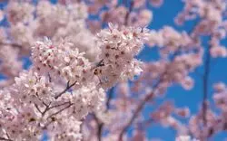 【2026】葛西臨海公園で桜を楽しもう！最新の開花や満開情報も紹介