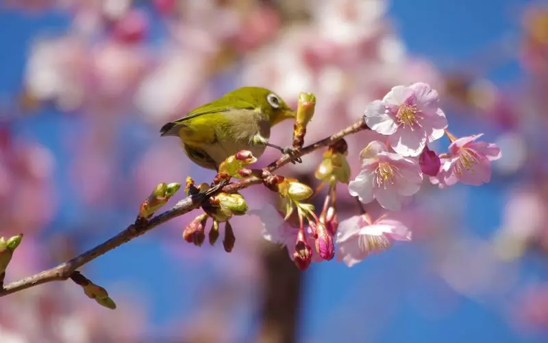 桜にとまるメジロがかわいい 1枚目