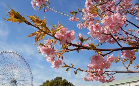 22 葛西臨海公園で桜を楽しもう 最新の開花情報もご紹介 Aumo アウモ