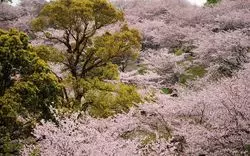 【2025年春】熊本でお花見をするならどこ？おすすめ11選