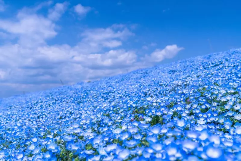 13. 国営ひたち海浜公園|圧巻のネモフィラ畑で映え写真を撮ろう 1枚目