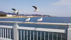 【愛知】可愛い海鳥に出会えるかも！？心を癒すデートスポット♡