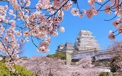 【2024年最新】兵庫で満開の桜を！おすすめお花見スポット8選
