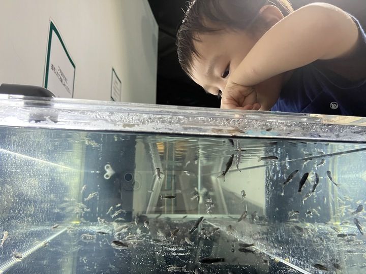 親子で楽しむカワスイ！子ども連れでも快適な水族館の画像