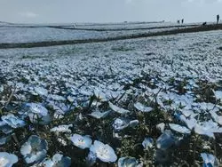 【茨城】1度は訪れたい絶景！青の絨毯ネモフィラを見に行こう
