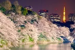 【東京】欲張り女子必見！花×団子♡の至福スポット