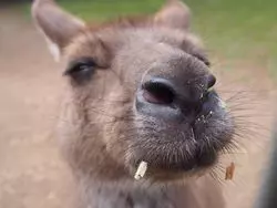 【シドニー】カンガルーと触れ合える！郊外動物園を大解剖！