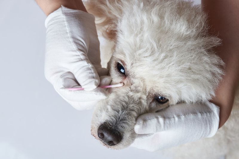 犬の涙やけの原因と対策方法は ケア用品やフードも8選ご紹介します Aumo アウモ