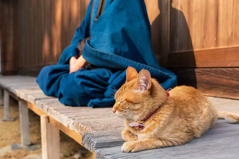 14. 猫猫寺｜かわいい猫の美術館！ 2枚目