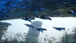 【東京・池袋】空飛ぶペンギンに会おう！フォトジェニックな天空水族館♡