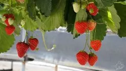 【長野県】自然の恵みを満喫！雨でもOKのいちご狩りへでかけよう♪