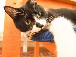 【千葉】泊まれる猫家！ペンションアトカで憧れの猫との生活を♡