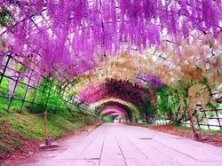 【福岡・北九州】今が旬！！話題沸騰中の映える藤園を見に行こう♪