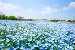 【福岡】ピクニックするならここ！！海の中道で四季折々を楽しむ♡
