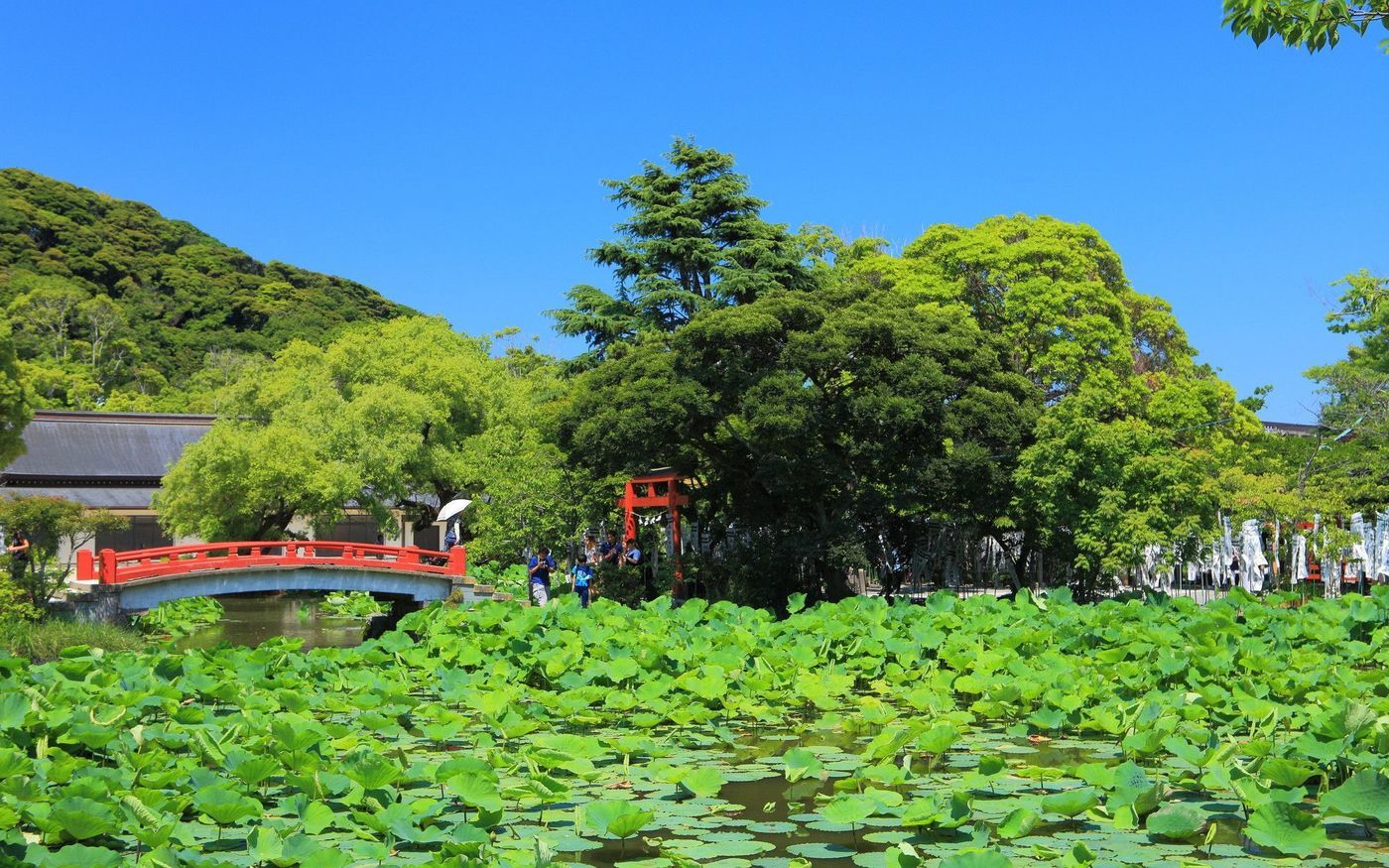 鎌倉観光をもっと面白くする、鶴岡八幡宮の見どころをご紹介！の画像