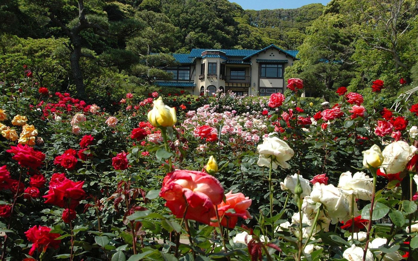 の画像