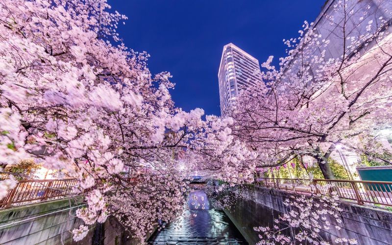 【2024】目黒川沿いの桜まつりを紹介！クルーズやおすすめカフェも要チェック aumo[アウモ]