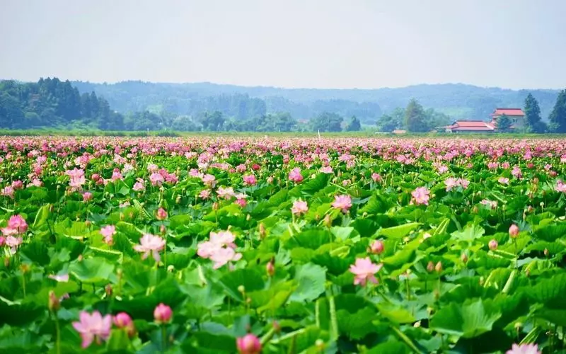 13. 宮城の絶景観光地！雄大な自然を感じられる「伊豆沼」 1枚目