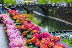 【1分で巡る絶景】雨の雫が滴る姿は、美しく儚い。梅雨の風物詩"紫陽花"がここに。