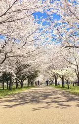 【石川】6.4kmの桜のトンネル♡ウォーキングしながらお花見を♪