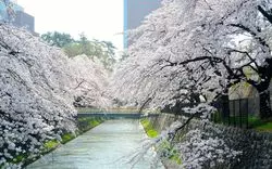 【2022】群馬で桜を見るならここ！おすすめのお花見スポット9選