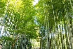 古湯の名所へ。修善寺温泉街周辺の行きたいスポット5選