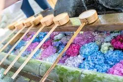 【一宮市】インスタ映え♪6月は紫陽花を見に行こう！