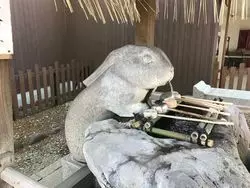 狛犬ではなく狛うさぎがいる！浦和の不思議な神社！！