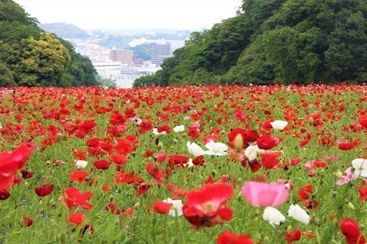 の画像
