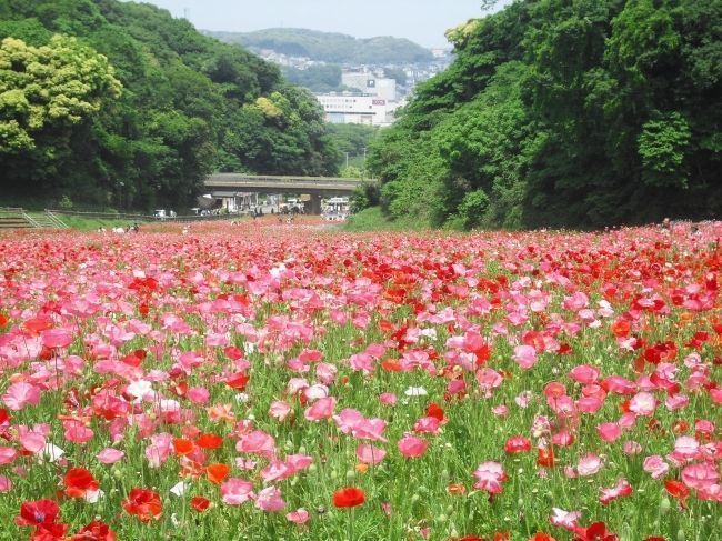 の画像