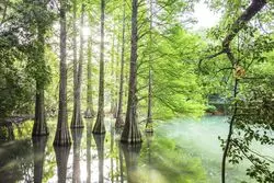 【1分で巡る絶景】「篠栗九大の森」で現実逃避。心安らぐ神秘的な森へ