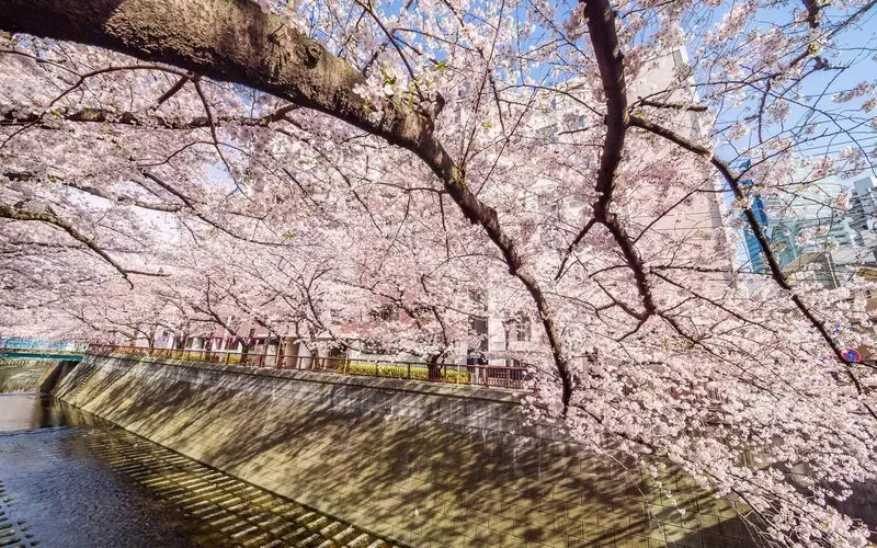 22年 関東のお花見スポット9選 絶景の桜が楽しめる名所を紹介 Aumo アウモ