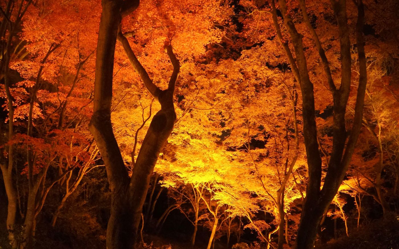 の画像