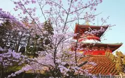 【2020】成田山で桜を楽しむお花見ガイド！時期や見所を解説