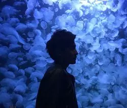 【山形】神秘的！海月の水族館「加茂水族館」へ行こう♡