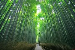 【京都】人の少ない“朝観光”がオススメ☆嵐山散策へ行こう